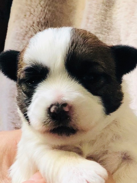 steve's eden - Chiots Jack Russell 2019