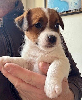 steve's eden - Chiot disponible  - Jack Russell Terrier