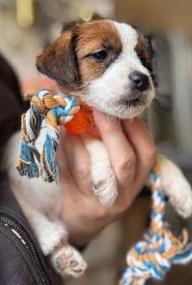 steve's eden - Chiot disponible  - Jack Russell Terrier