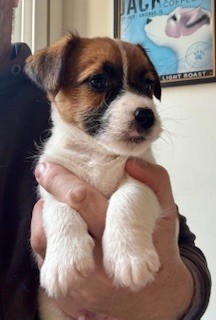 steve's eden - Chiot disponible  - Jack Russell Terrier