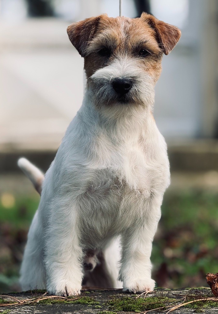 Jokister So handsome boy luca