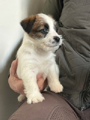 CHIOT 4