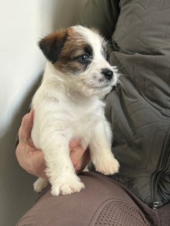 steve's eden - Chiots disponibles - Jack Russell Terrier