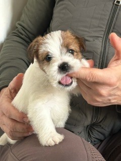 steve's eden - Chiots disponibles - Jack Russell Terrier