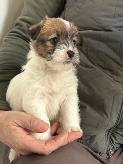 steve's eden - Chiots disponibles - Jack Russell Terrier